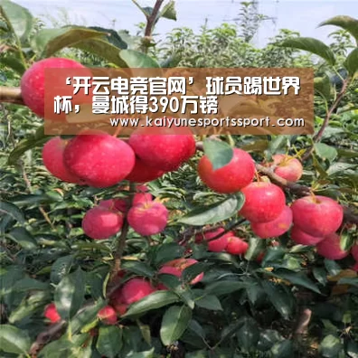 ‘开云电竞官网’球员踢世界杯,曼城得390万镑(图1) 开云体育下载